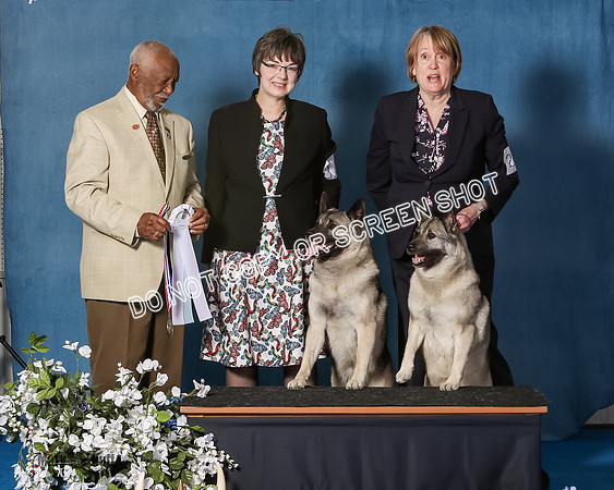 Elkhound 2020-1190