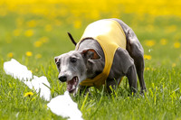 Whippet