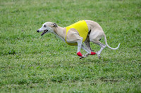 Prelim Veteran 1, Akela Ricky Bobby Blue-6305