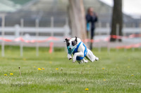 WRA, Prg 1, Race 1, Puppy, Sprig Gnocchi-8224