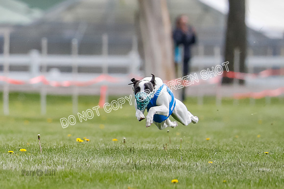 WRA, Prg 1, Race 1, Puppy, Sprig Gnocchi-8224
