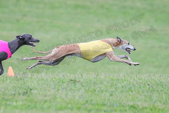 Prelim Open C2, Sparky Strummer Squiggle-8652