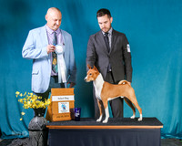 SELECT DOG