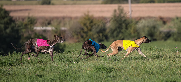1 Prelim Open Minnie Luco Bunny-8809