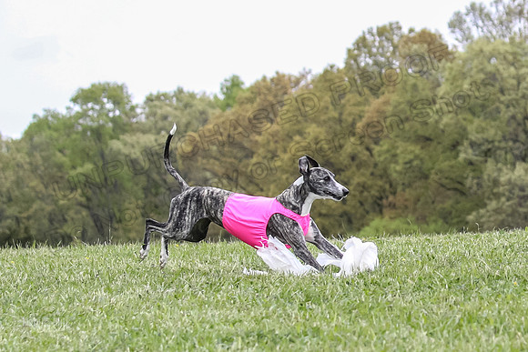 Finals Open C4, Ripley Prim Synner-0774