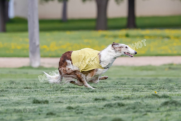 Prelim, Open, Rainbow Vera-8430