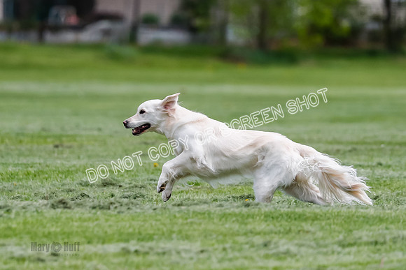 Cat Test 2-0681