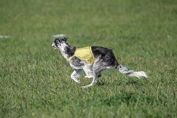 1 Prelims Fch 1 Kelso Wiings Foxy-5587