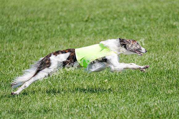 Silken Windhound Prelim, Finnegan-2984