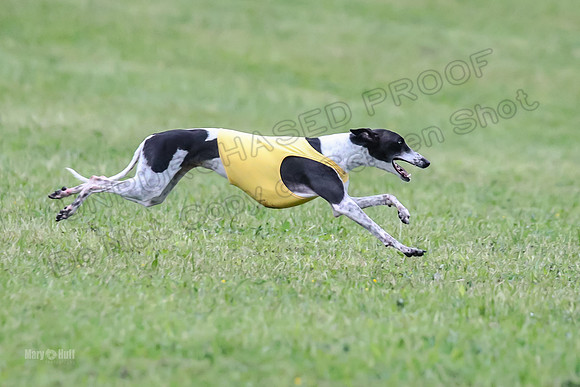 Prelim Open B3, Tusi Dany Tails-8458