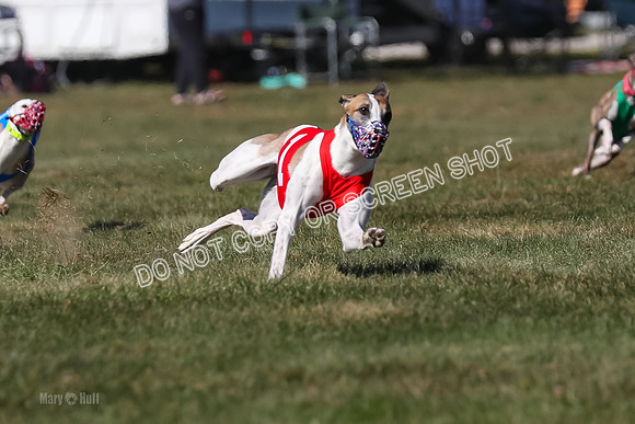 Prg 4, Race 3, Fortuna Rosie Mika Warrior-2536