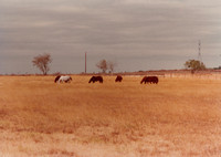 Our front pasture, Cibolo TX