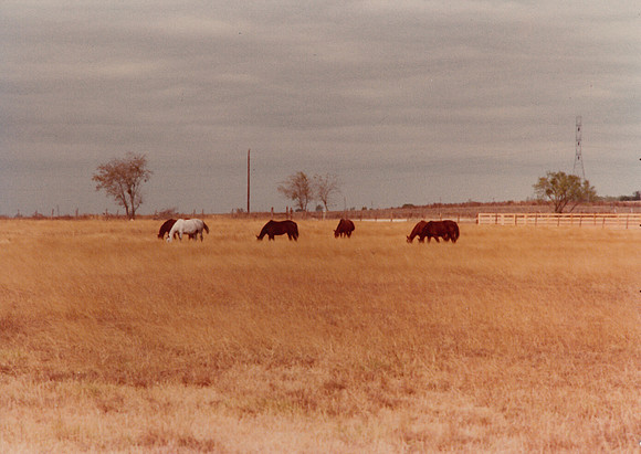 Our front pasture, Cibolo TX
