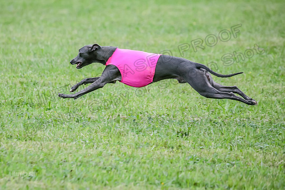 Prelim Open C2, Sparky Strummer Squiggle-8637