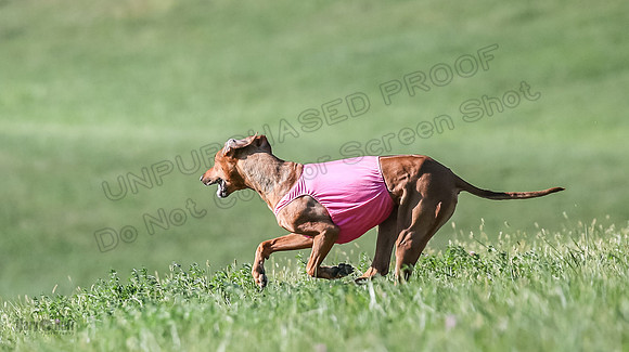 1 Prelims Vet 2 Xena Libby-5377
