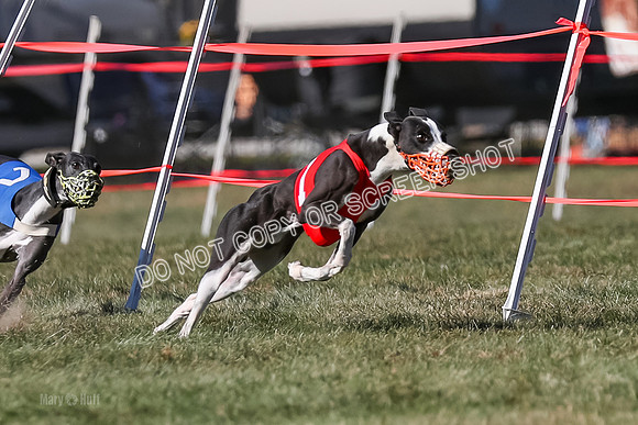 Prg 4, Race 15, Pico Stormy Torque Elvis-2814