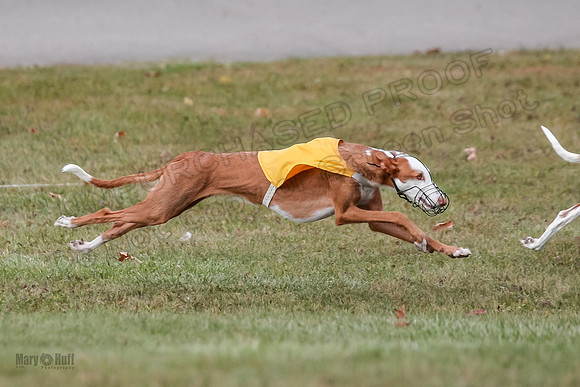 1 Prelims Fch 1 Penny Jadis Willow-5766