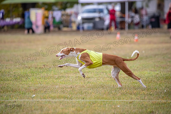 Finals Fch 2 Beastie Willow Ginny-3232