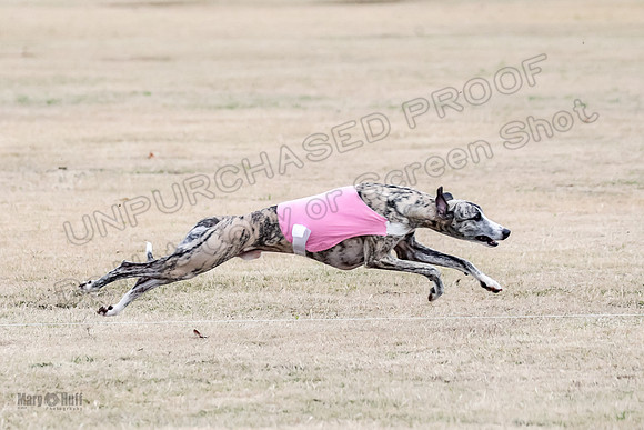 1Prelim Open 2 Shine Maverick Steel-2978