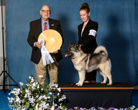 Elkhound 2020-1126