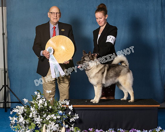 Elkhound 2020-1126