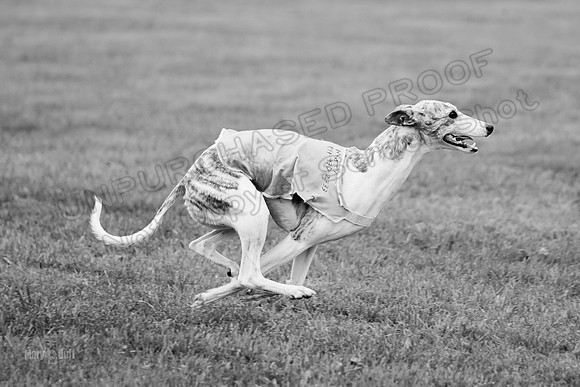 Prelims Misty-0663-2