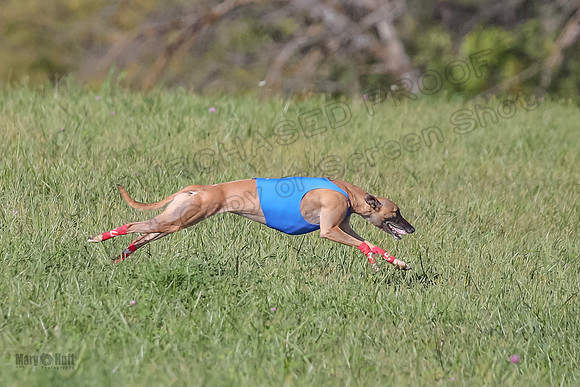 1 Prelims Fch B2 Cooper Prim Treble-9741
