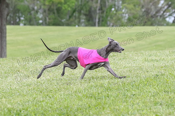 Finals Open C1, Oscar Strummer Rex-0634