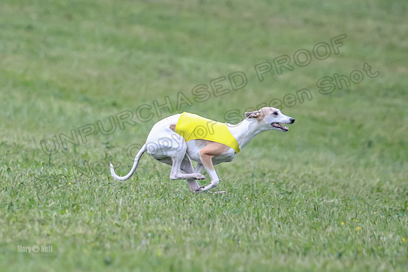 Prelim Open B4, Marlee Wrath Sonic-8497