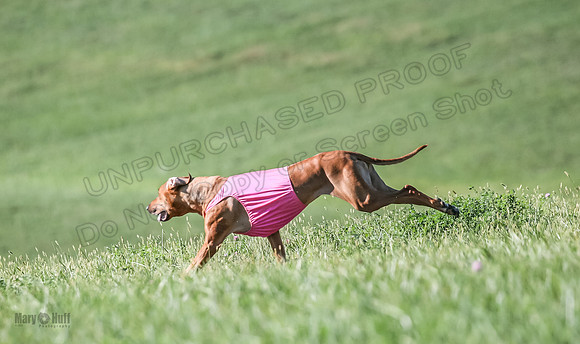 1 Prelims Vet 2 Xena Libby-5374
