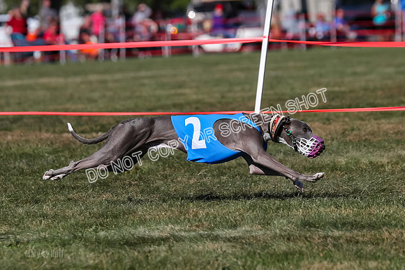 Prg 4, Race 9, Rarity Java Power Buzzsaw-2678