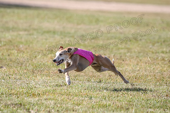 Finals Open 2 Fennec Keegan AnnieOakley-3910