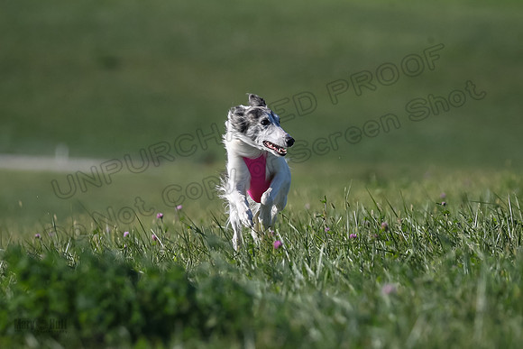 1 Prelims Fch 1 Kelso Wiings Foxy-5546