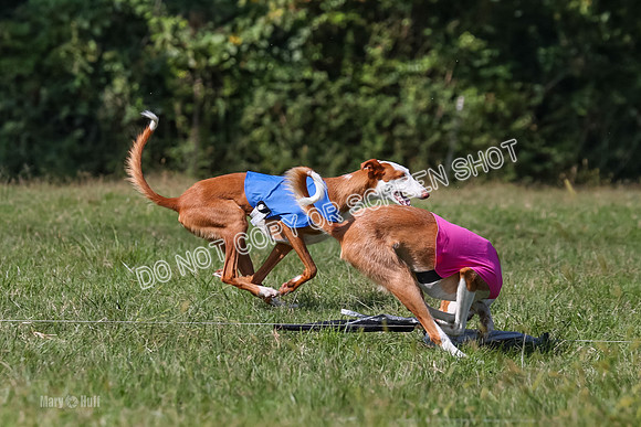 Open Prelim B1, Libby, Rogue, Penny-7785