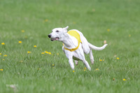 Prelims Whippet Veteran-4493