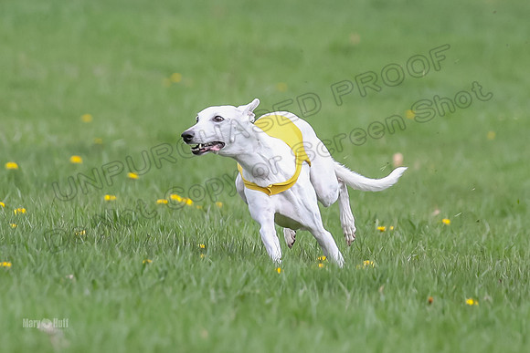 Prelims Whippet Veteran-4493