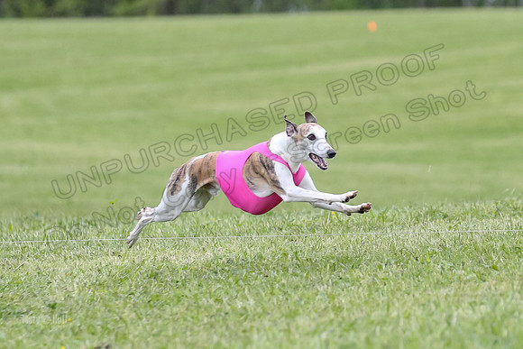 Finals Open C2, Tessa Squiggle Shimmy-0679