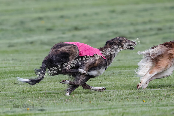 Prelim, Open, Rainbow Vera-8456