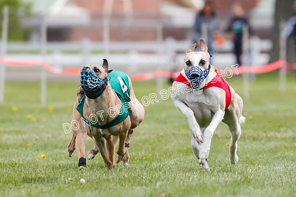 WRA, Prg 1, Race 14, Chase Buttercup Joplin Cinder Navi-8508