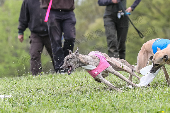 Finals Vets 3, Rosie Littlebit Justice-2349