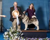 Elkhound 2020-1121