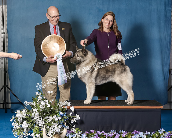 Elkhound 2020-1121