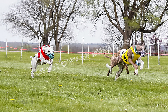 WRA, Prg 4, Race 1, Dash, Elvis Mika Buzzsaw Moonstruck-9273