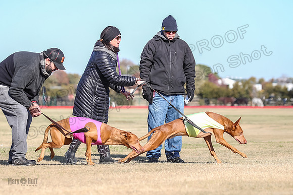 1Prelims Vet 1 Caper Copper-0947
