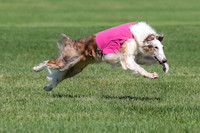 Borzoi