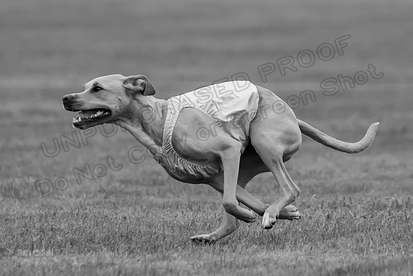 Prelims Zara-0812-2