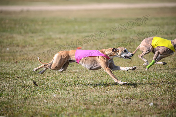 Finals Open 2 Fennec Keegan AnnieOakley-3892