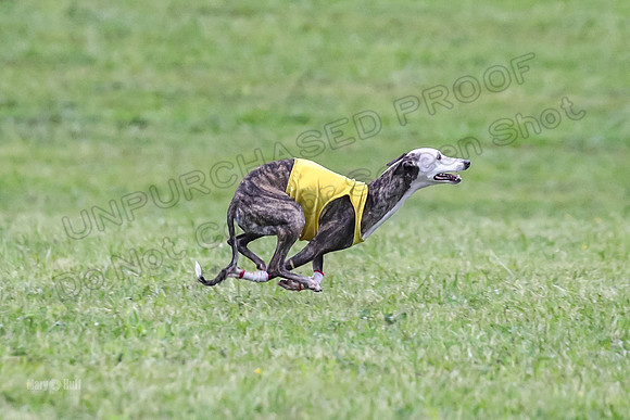 Prelim Open B1, Prudence Rosa Zelda-8400