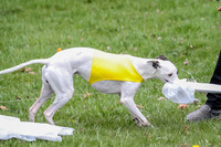 Prelims Whippet Specials-4488