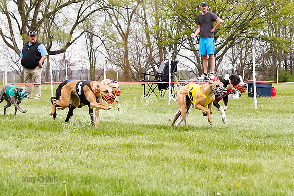 WRA, Prg 4, Race and 8, Pico CC Whammy Jubilee Tanooki Cheetah-9397